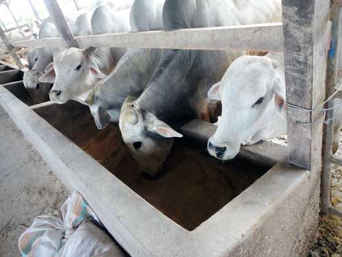 Kandang-Sapi-BULI-Ranch-4