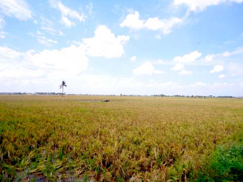 Sawah-Jl.-Salo-Mekko-dkat-PB-199