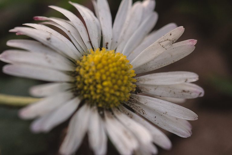Bunga matahari putih