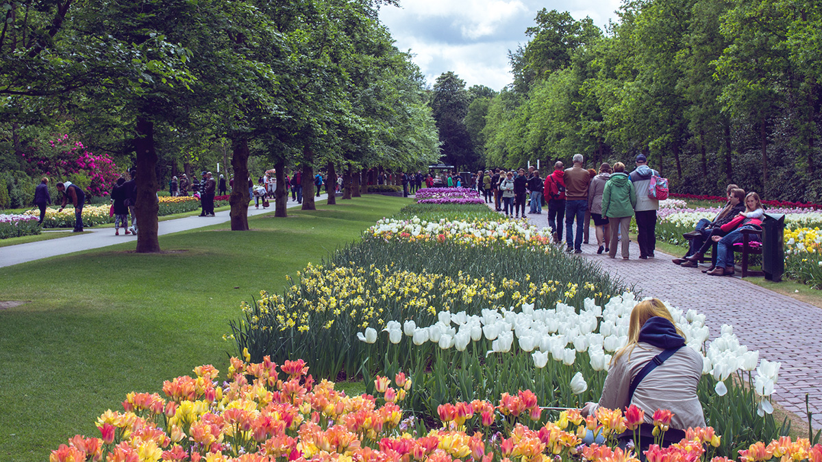 Bunga Tulip di taman keukenhof, Belanda