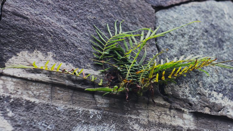 Move slow and build things (green plant)